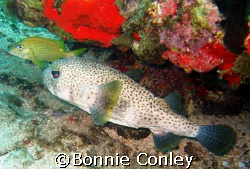 Porcupinefish seen at St. Maarten Aug 2007.  Photo taken ... by Bonnie Conley 